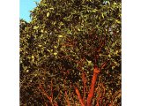 The arbutus tree has large glossy leaves, creamy-coloured flowers and red berries.